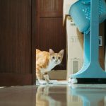 Is Your Cat Scared of Strangers?: Causes and Practical Tips