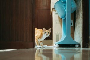 Is Your Cat Scared of Strangers?: Causes and Practical Tips