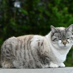 The Dangers of Pet Obesity: Understanding Weight Management