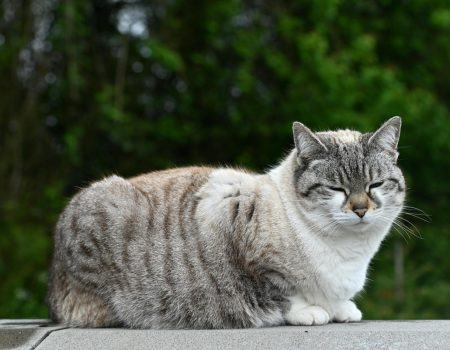 The Dangers of Pet Obesity: Understanding Weight Management