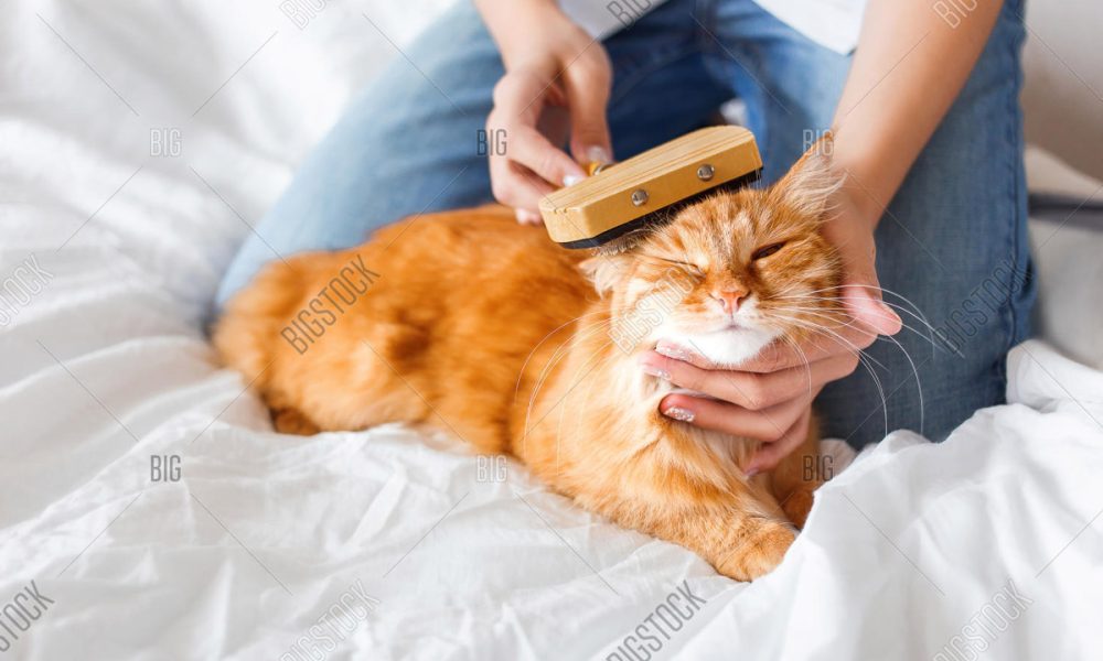 5 Best Cat Grooming Services In Singapore For Purrfect Pets