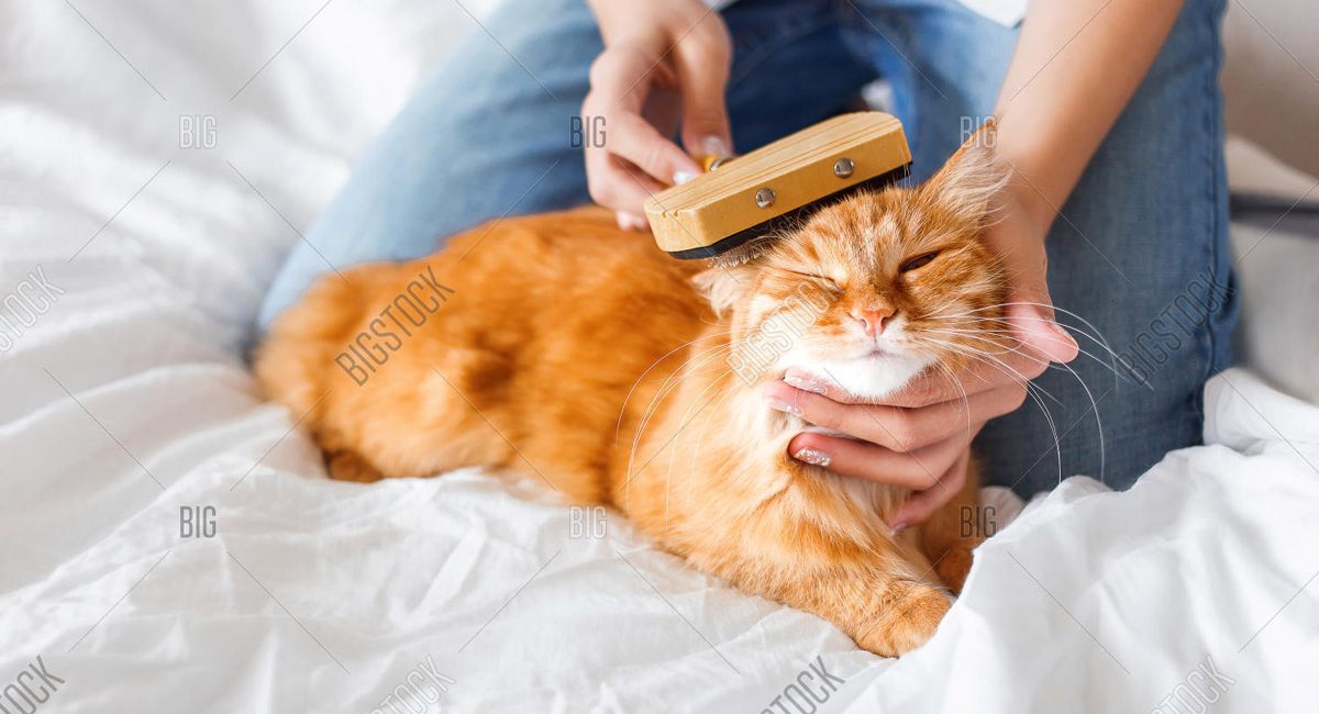 5 Best Cat Grooming Services In Singapore For Purrfect Pets