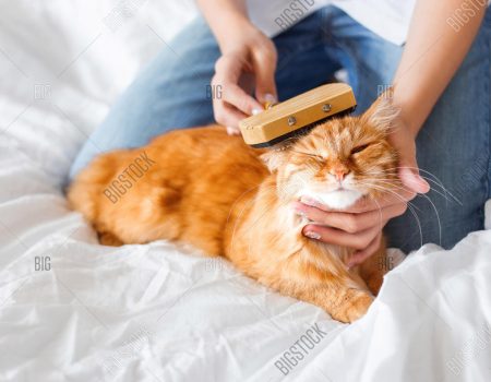 5 Best Cat Grooming Services In Singapore For Purrfect Pets