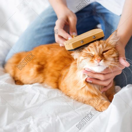 5 Best Cat Grooming Services In Singapore For Purrfect Pets