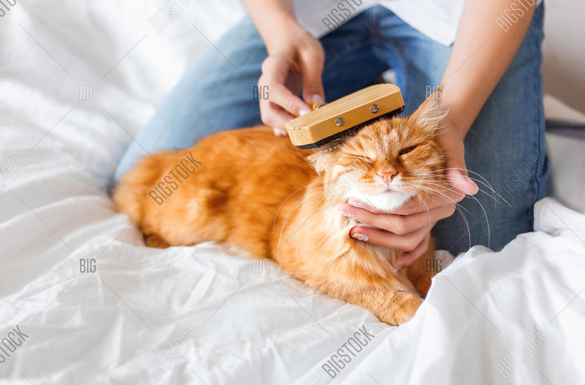 5 Best Cat Grooming Services In Singapore For Purrfect Pets