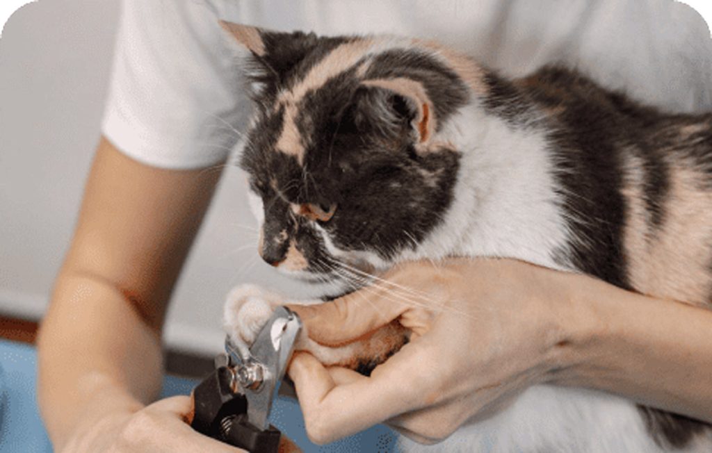 5 Best Cat Grooming Services In Singapore For Purrfect Pets 