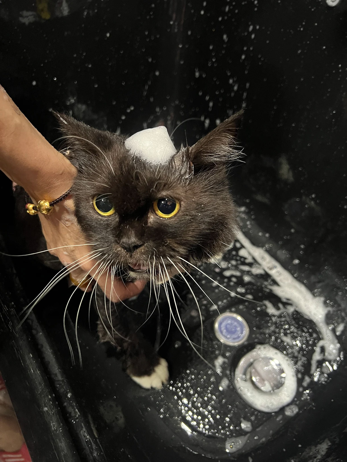 5 Best Cat Grooming Services In Singapore For Purrfect Pets 