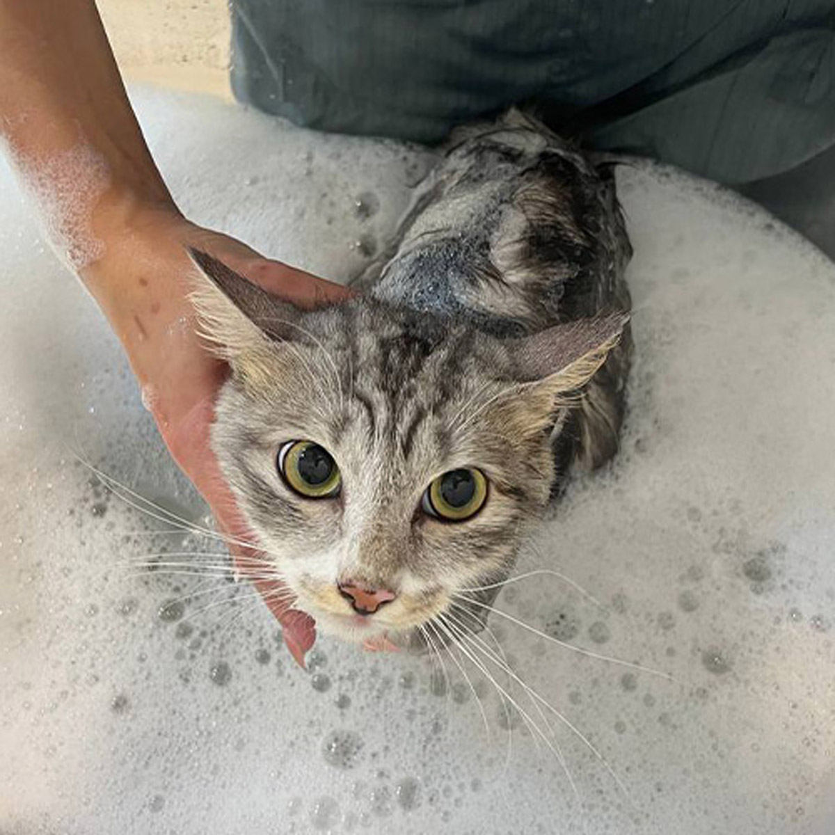 5 Best Cat Grooming Services In Singapore For Purrfect Pets 