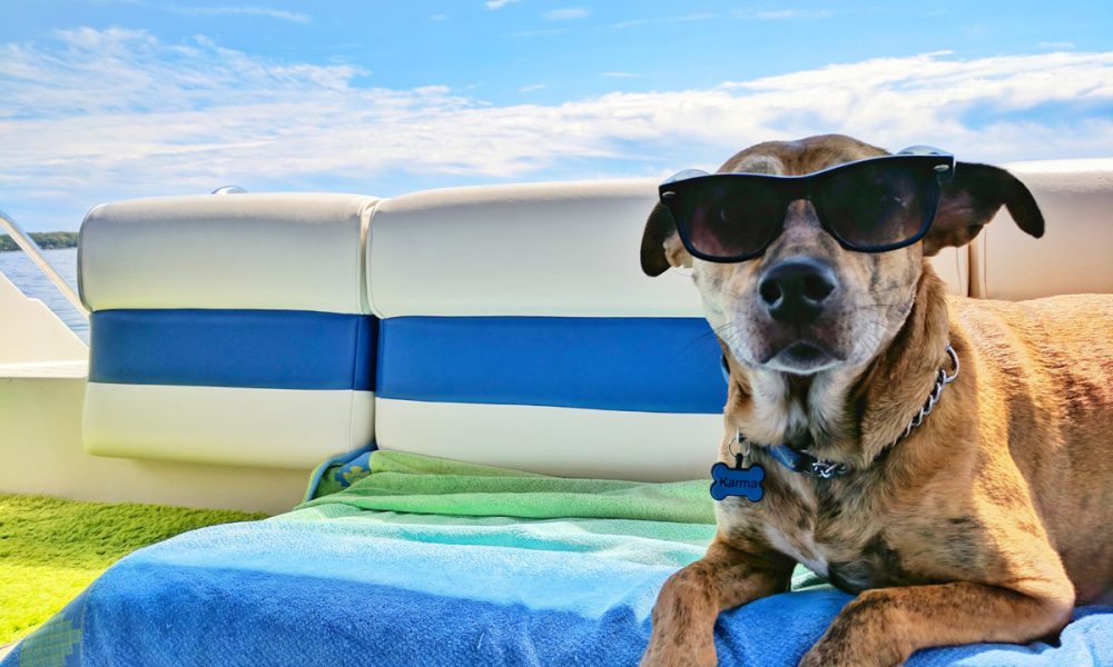 Benefits Of Pet Hotels: Why Your Pet Deserves A Vacation