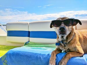 Benefits Of Pet Hotels: Why Your Pet Deserves A Vacation