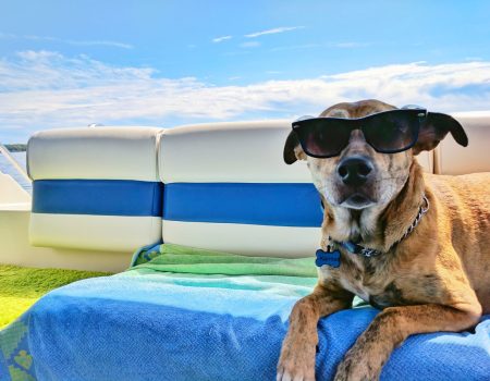 Benefits Of Pet Hotels: Why Your Pet Deserves A Vacation