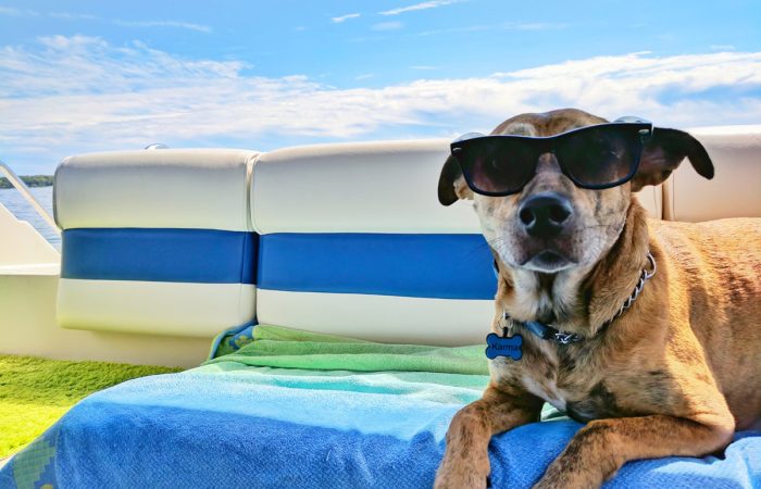 Benefits Of Pet Hotels: Why Your Pet Deserves A Vacation