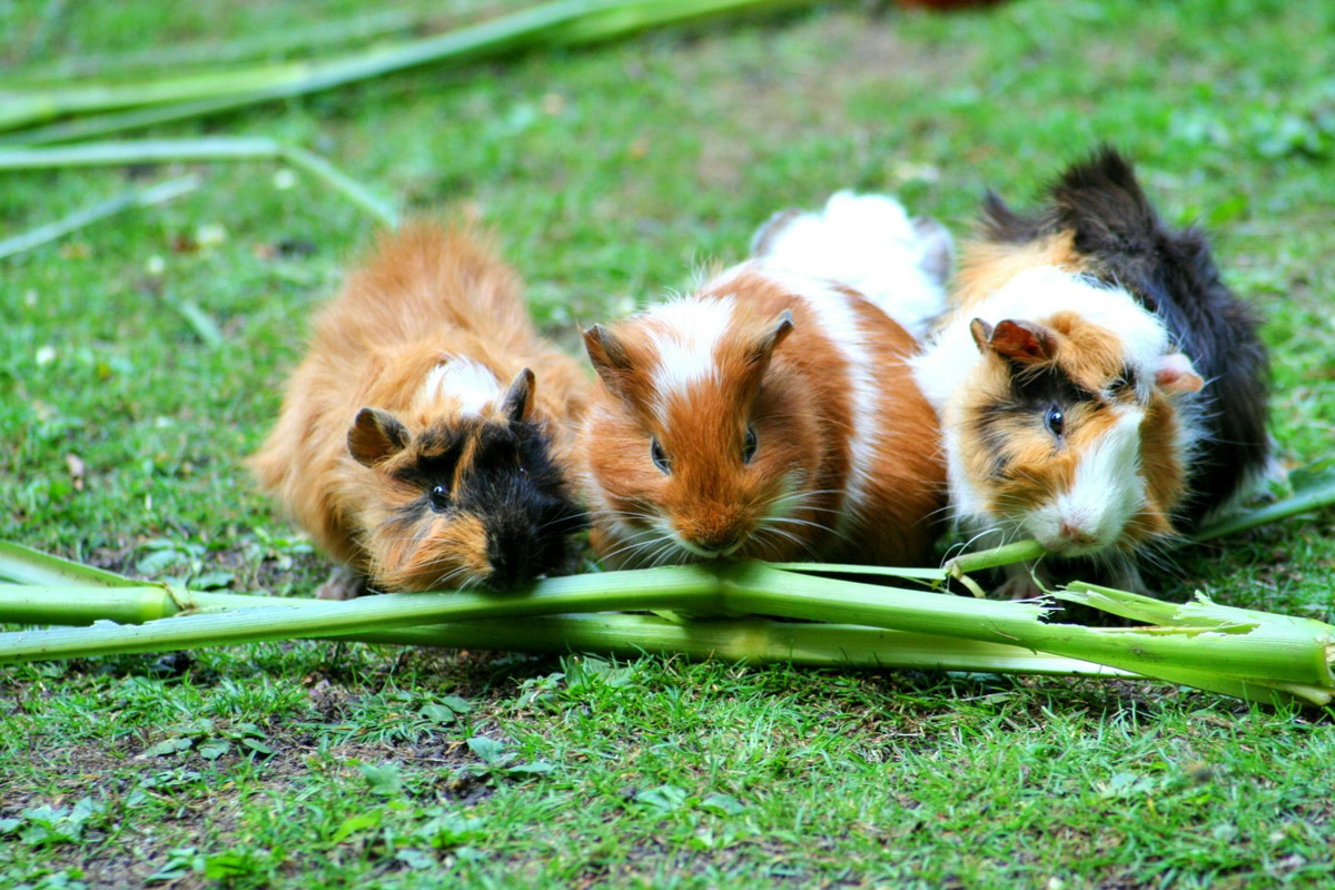 A Guide to Feeding Your Guinea Pigs: Harmful Foods to Avoid