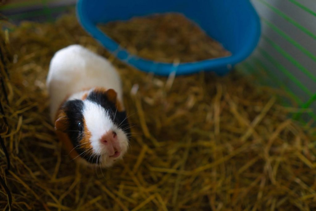 A Guide to Feeding Your Guinea Pigs Harmful Foods to Avoid