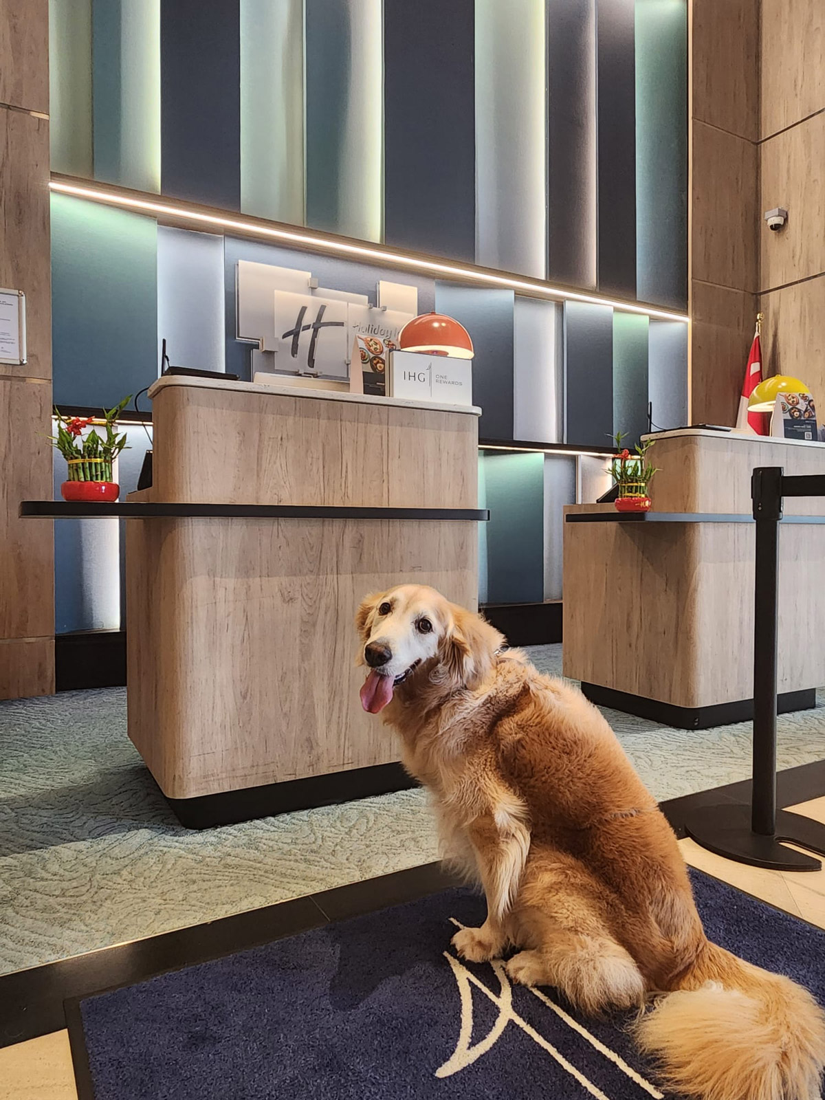 Holiday Inn Express & Suites Singapore Novena A Haven for Pet-Loving Travellers