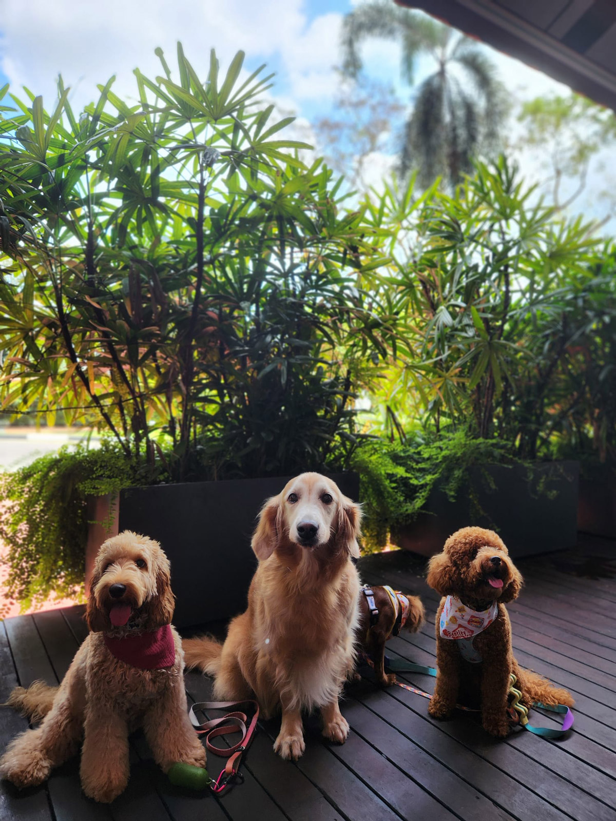 Holiday Inn Express & Suites Singapore Novena A Haven for Pet-Loving Travellers 