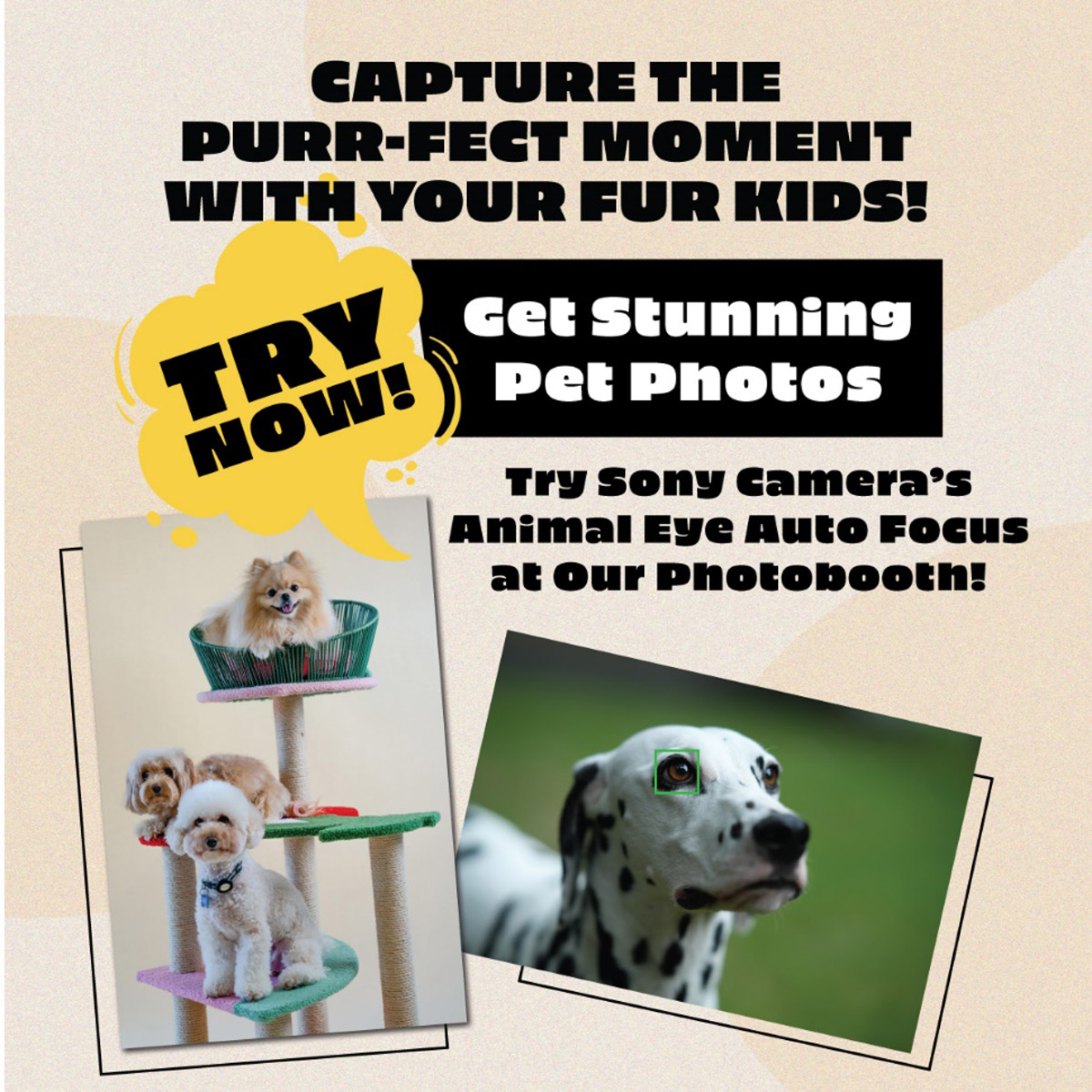 Capture the Purr-fect Moment with Your Fur Kids!