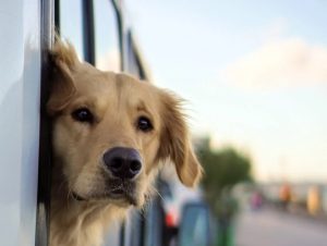 Pet Transport A Look Into The Best Way To Travel With Pets