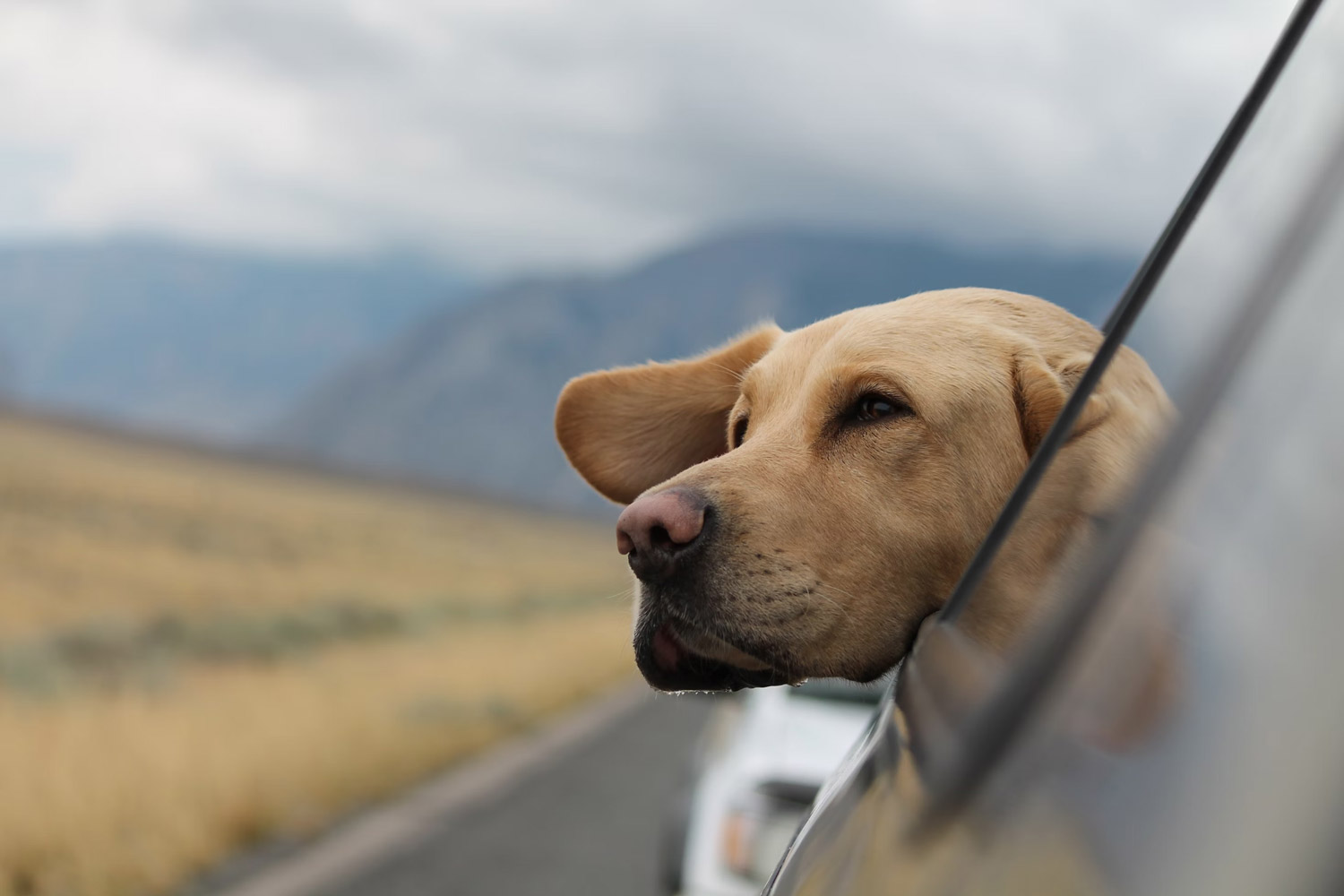 Pet Transport: A Look Into The Best Way To Travel With Pets