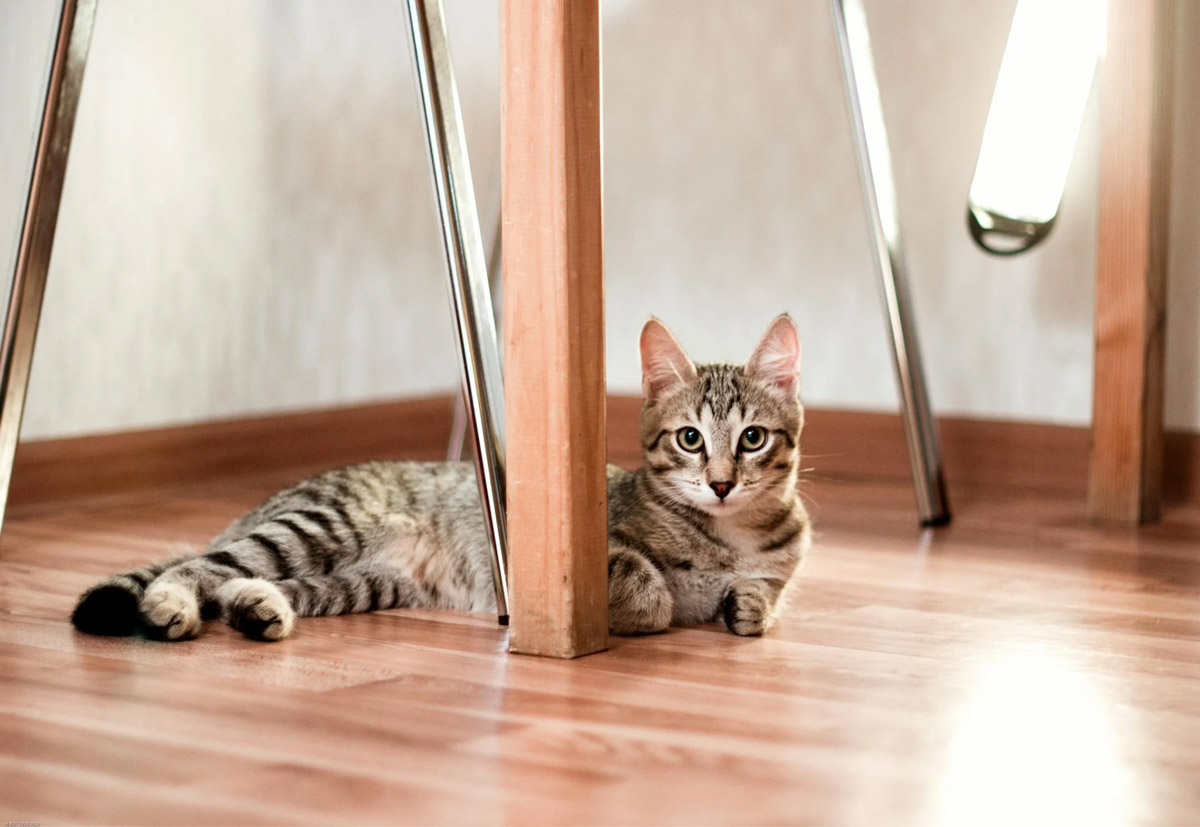 Enrich Your Home For Your Cat A Quick Guide On Catification