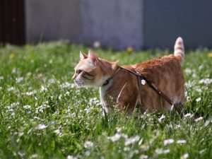 Taking Your Cat For A Walk: The Do's And Don'ts To Remember