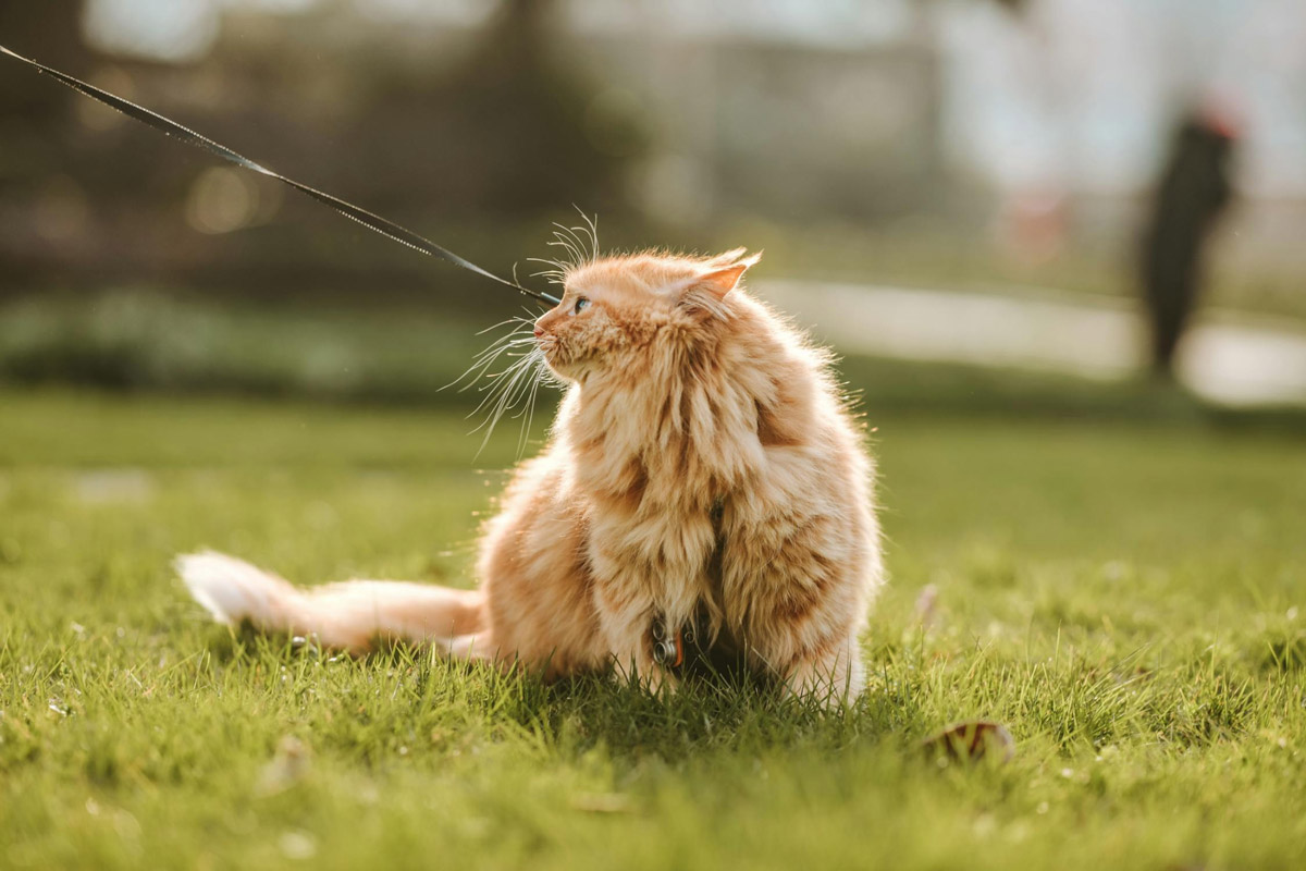 Taking Your Cat For A Walk: The Do's And Don'ts To Remember