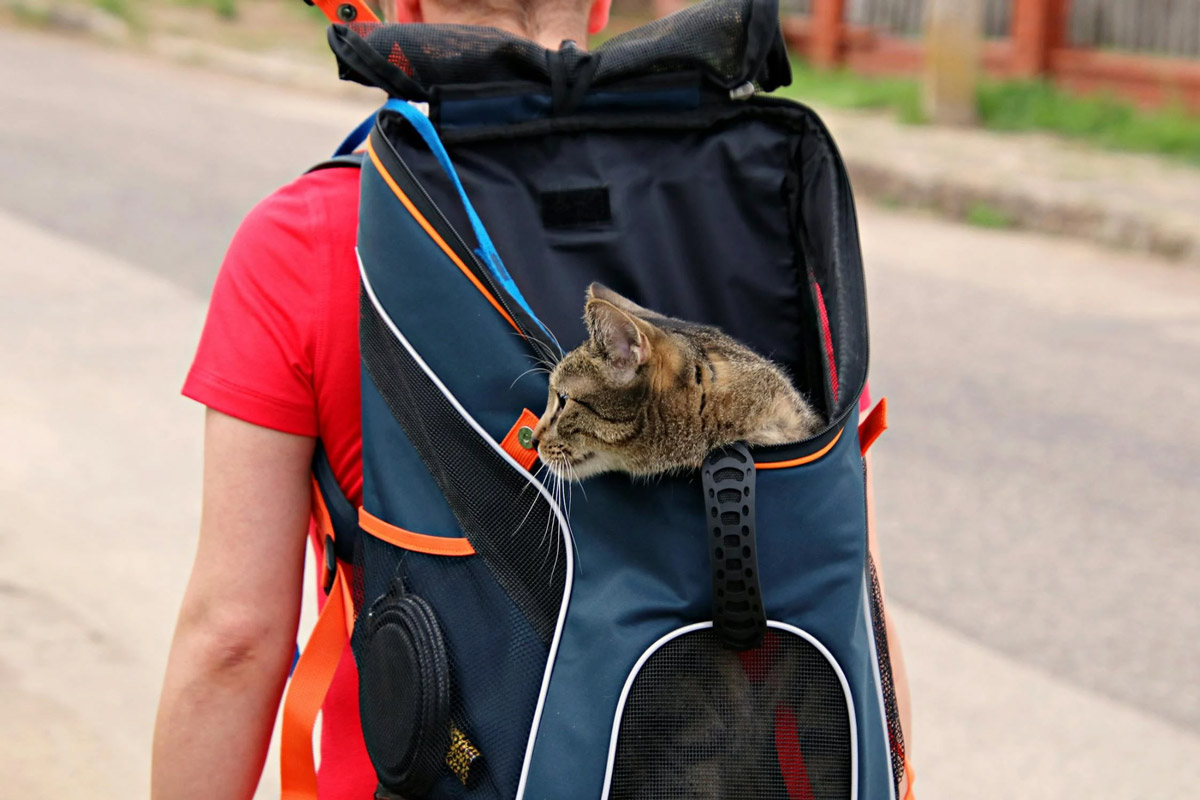 Taking Your Cat For A Walk: The Do's And Don'ts To Remember