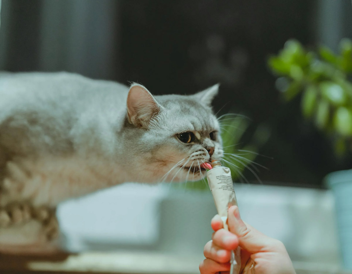 Taking Your Cat For A Walk: The Do's And Don'ts To Remember